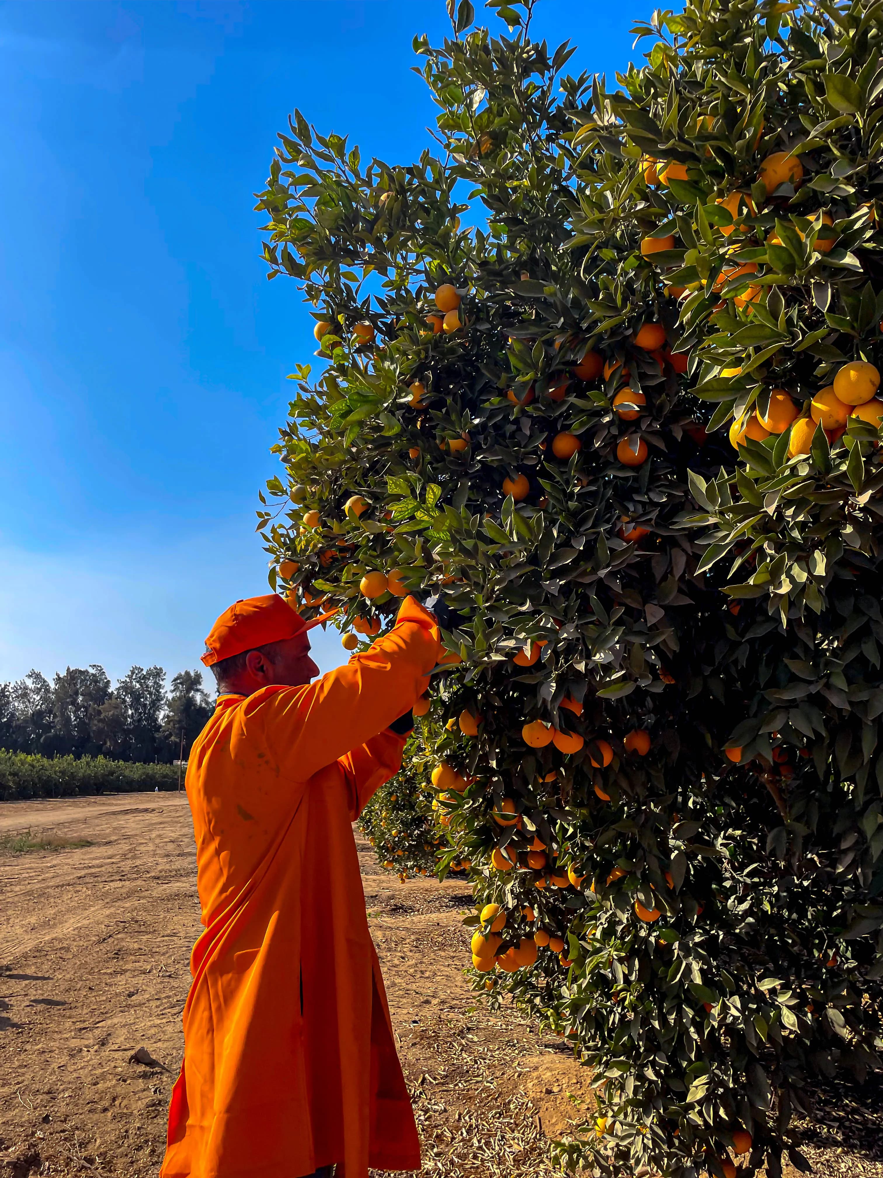 Harvest of Oranges