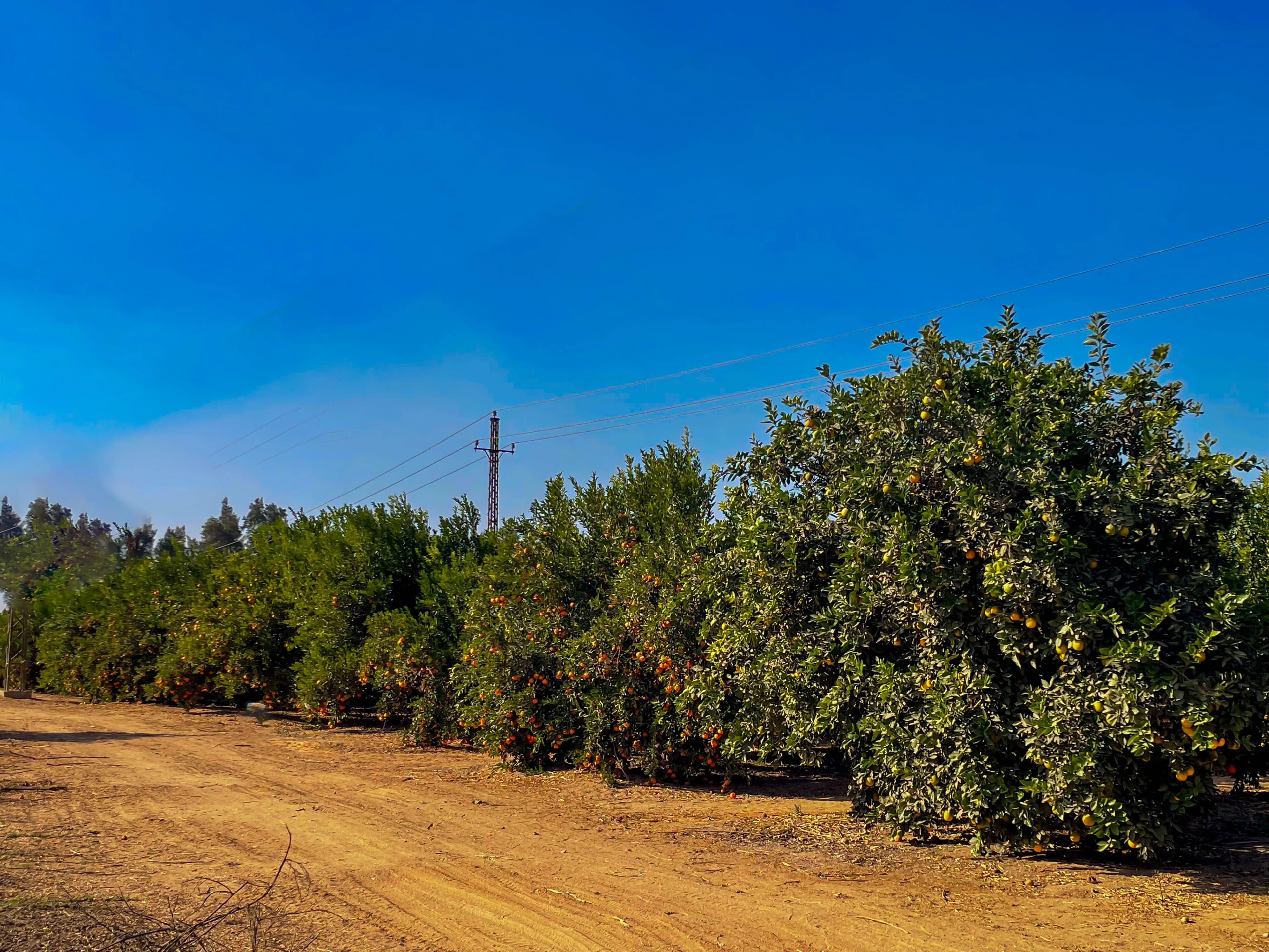 Orchard Panorama