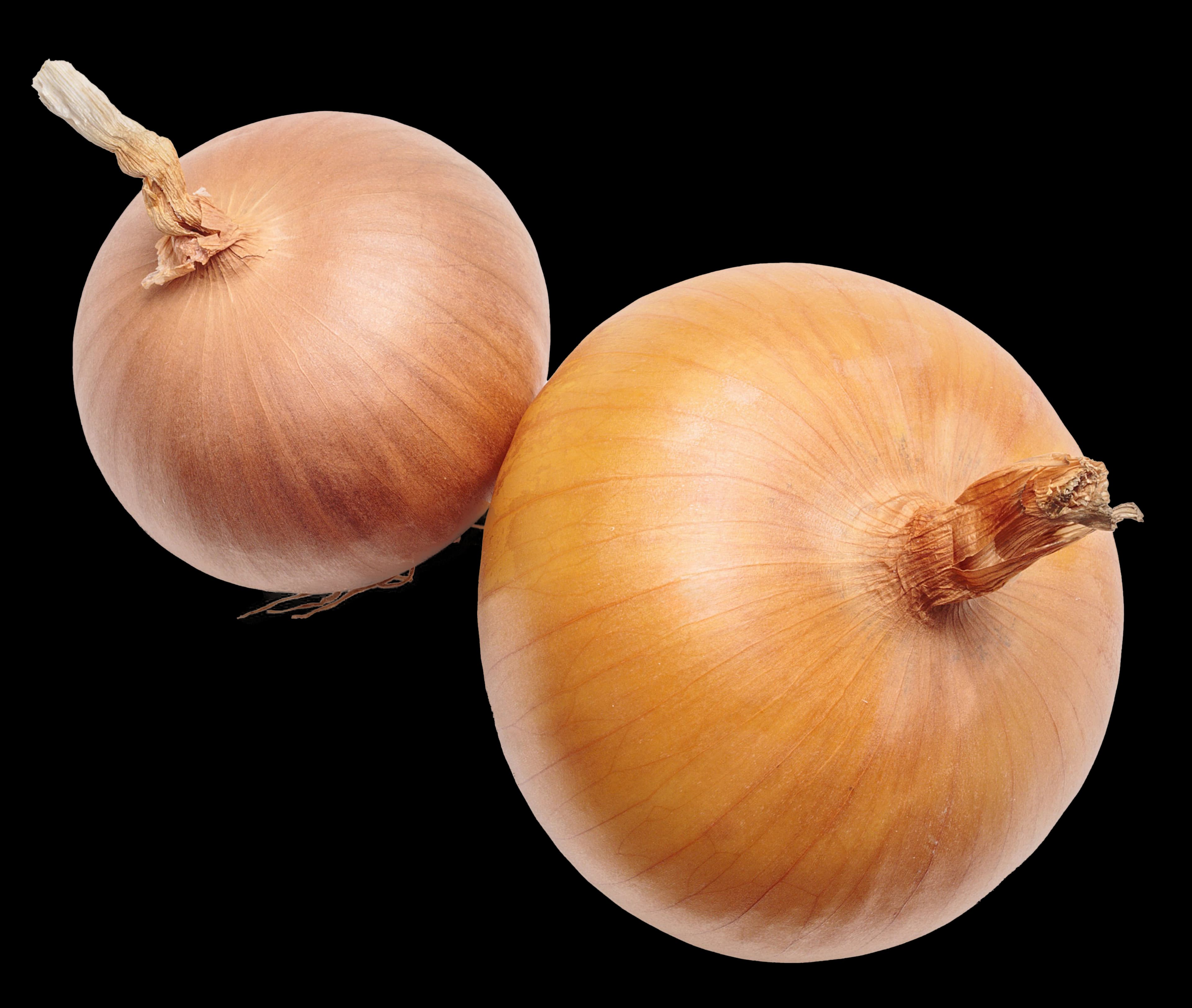 Egyptian Yellow Onion